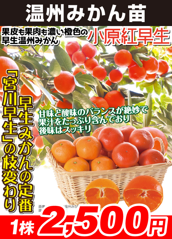 温州みかん・小原紅早生