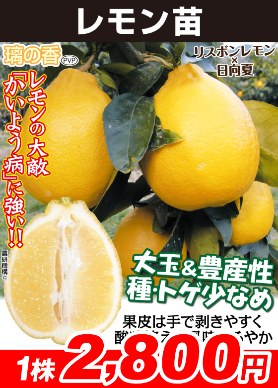 レモン・璃の香