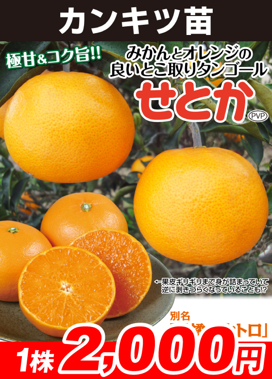 せとか
