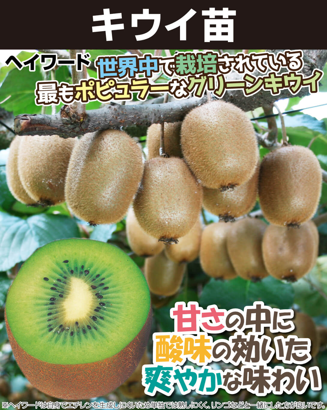 ヘイワード