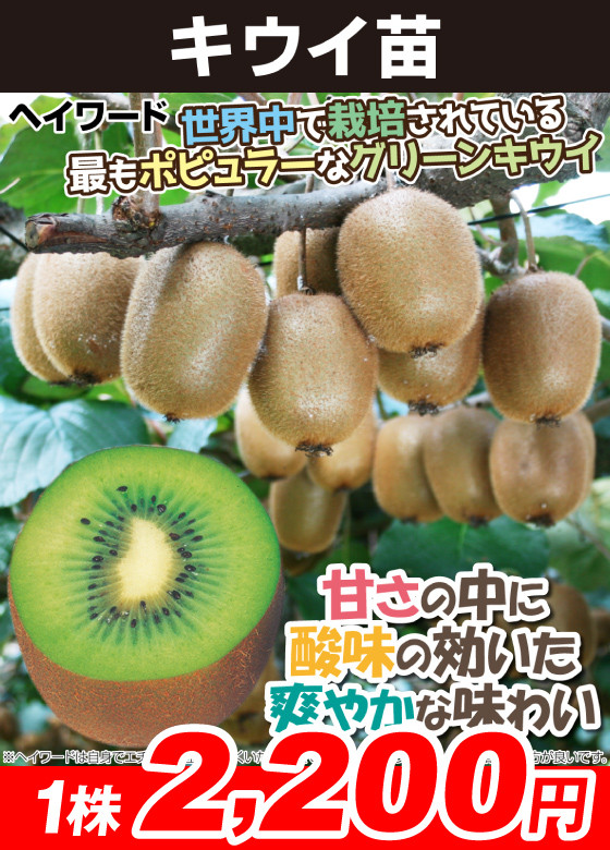 ヘイワード