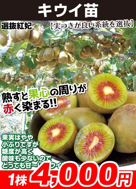 選抜紅妃