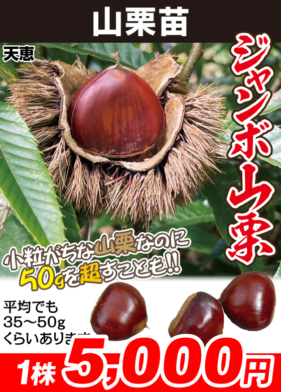 ジャンボ山栗 天恵