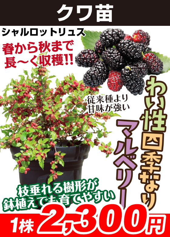 桑・シャルロットリュス