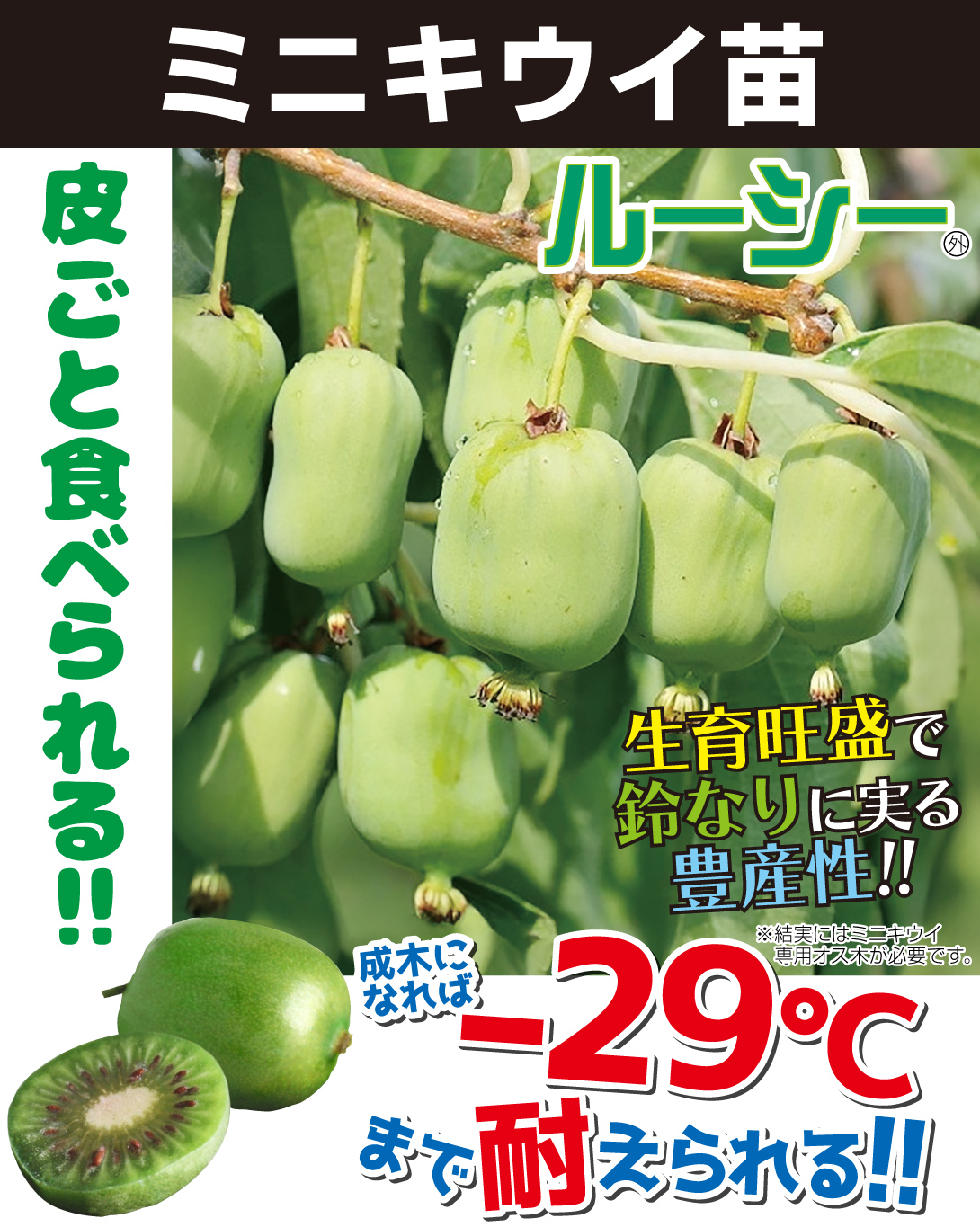 ミニキウイ苗・ルーシー