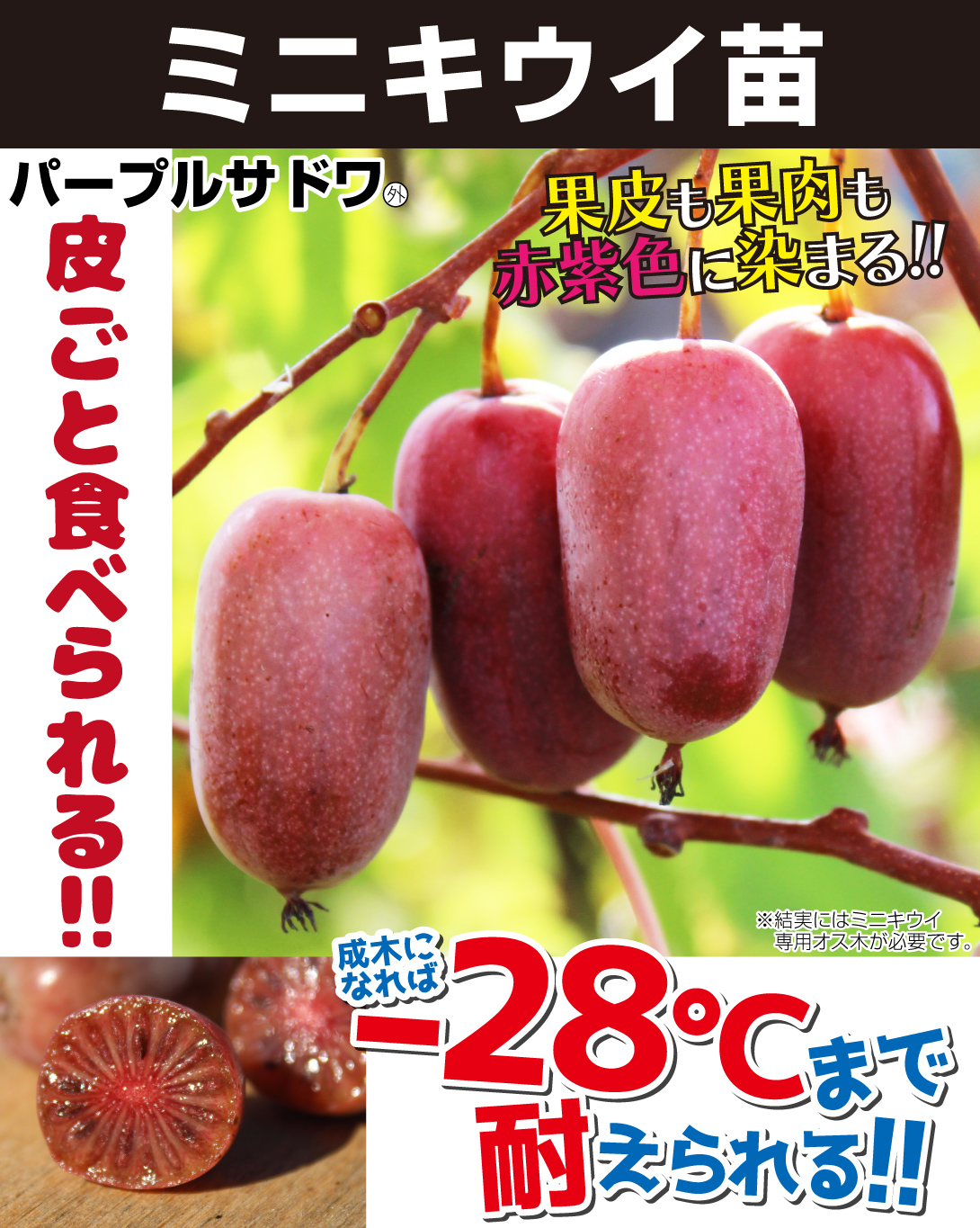 ミニキウイ苗・パープルサドワ