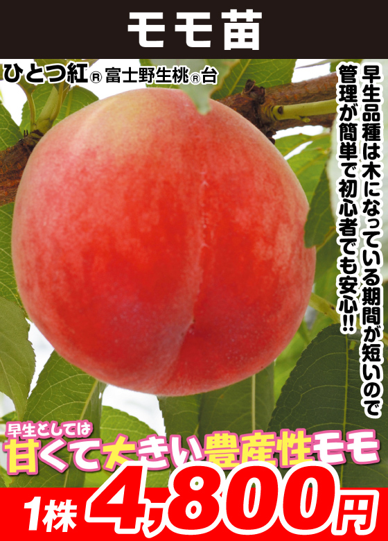 桃・ひとつ紅