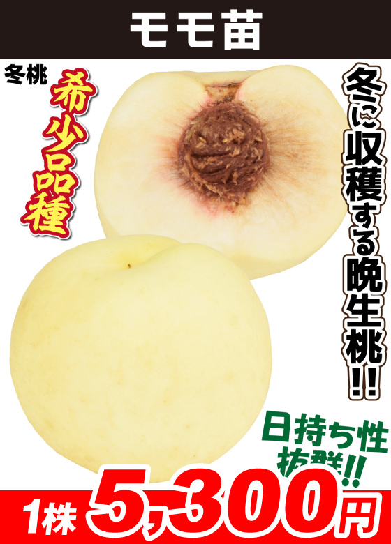 冬桃