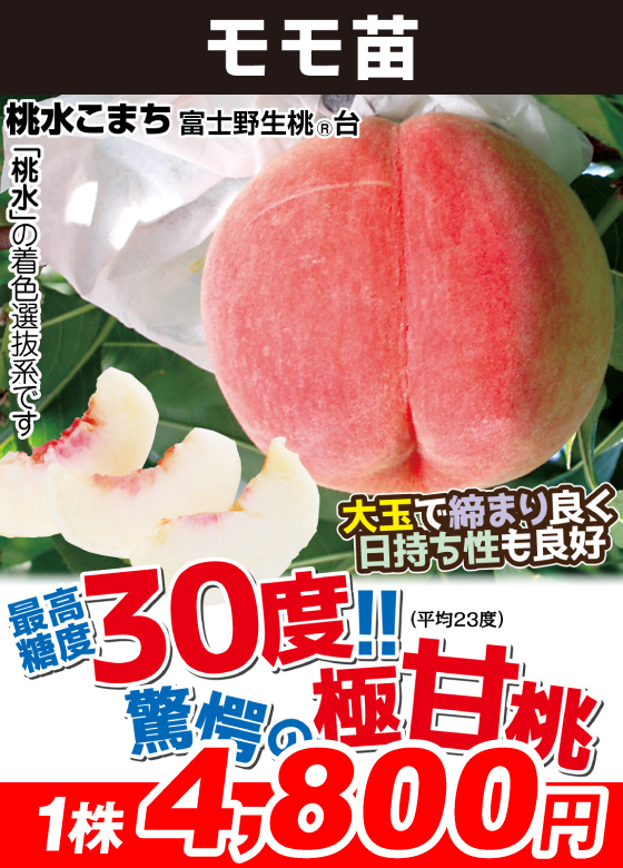 桃水こまち 富士野生桃R