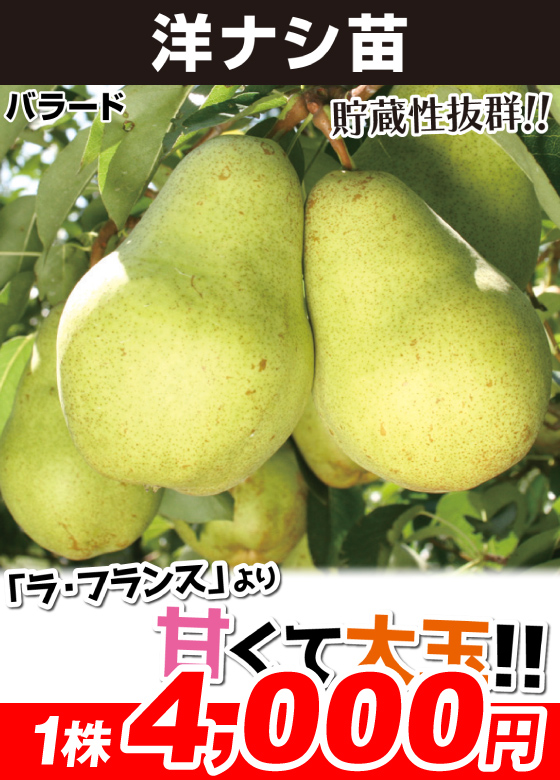 洋ナシ バラード