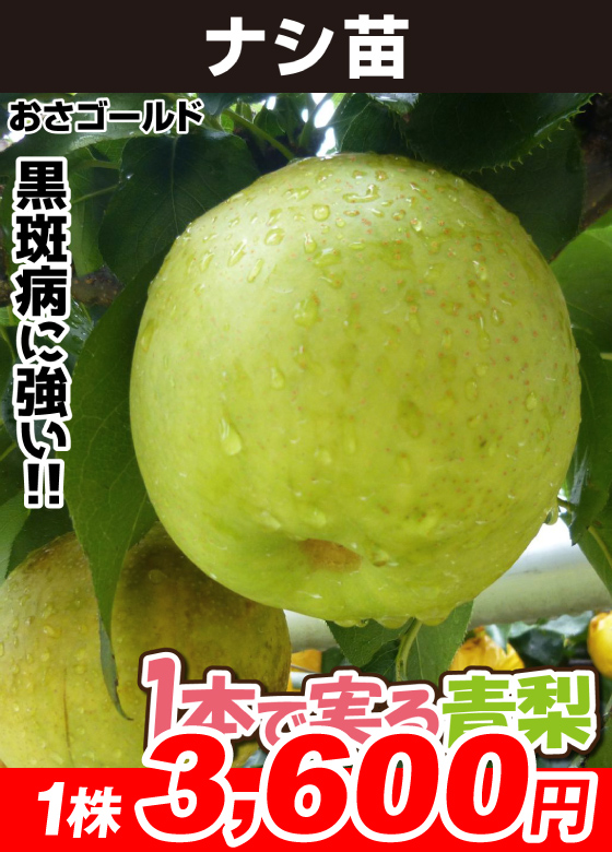 おさゴールド