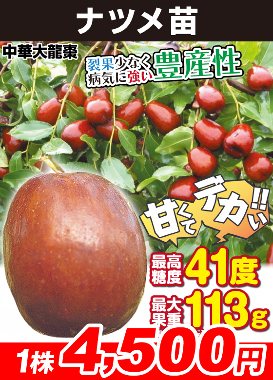ナツメ・中華大龍ナツメ