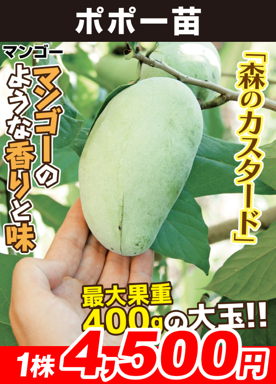 ポポー・マンゴー