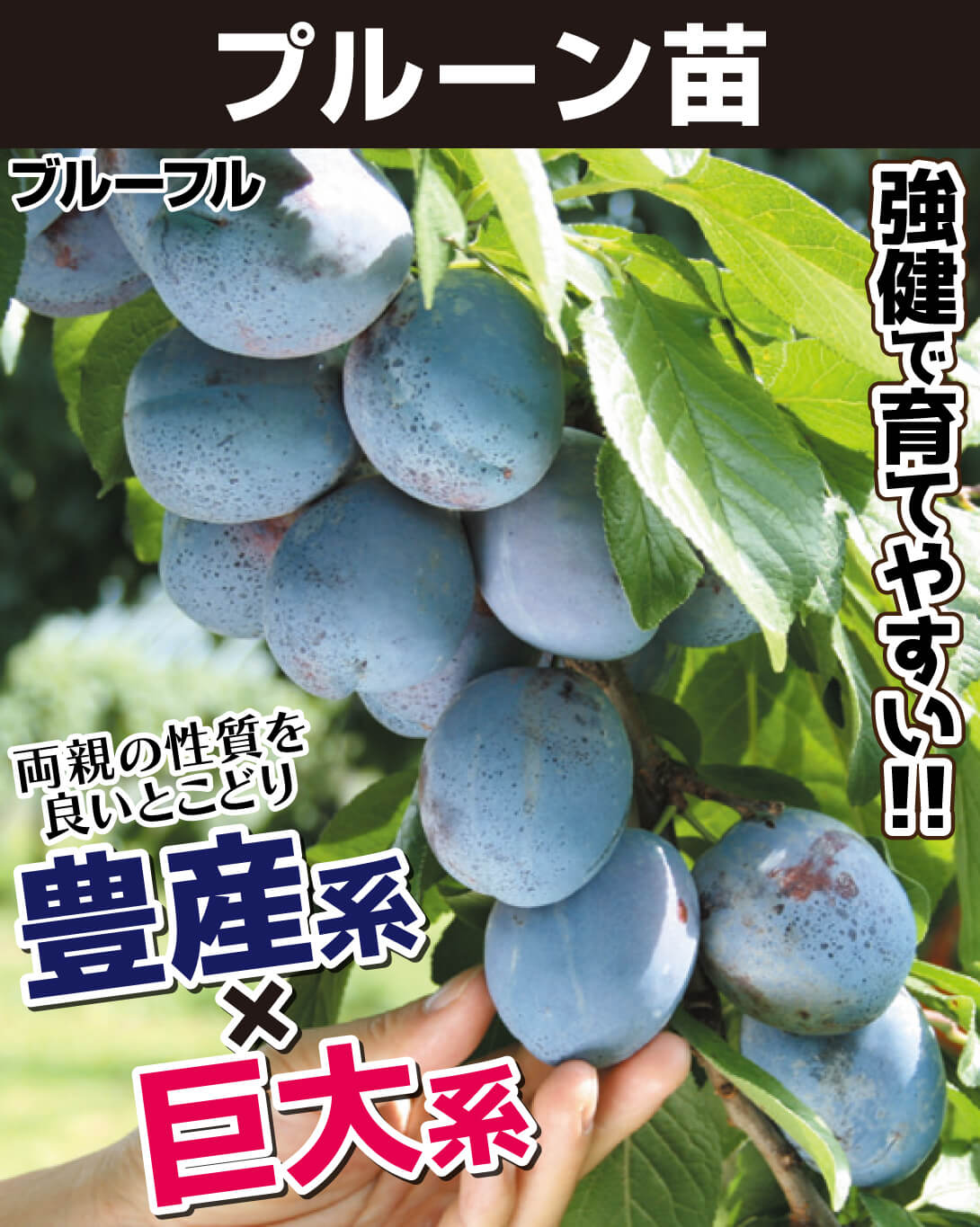 プルーン苗ブルーフル