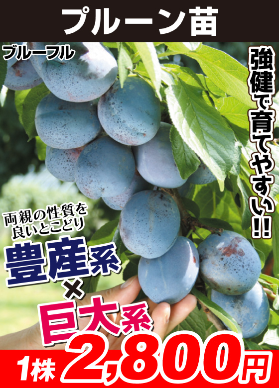 ブルーフル
