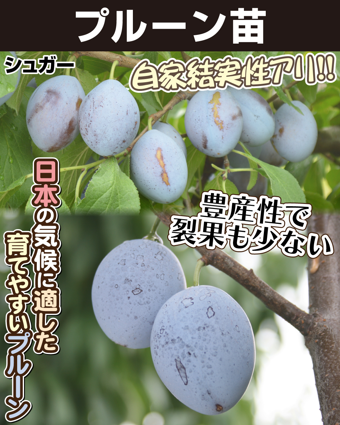プルーン苗シュガー