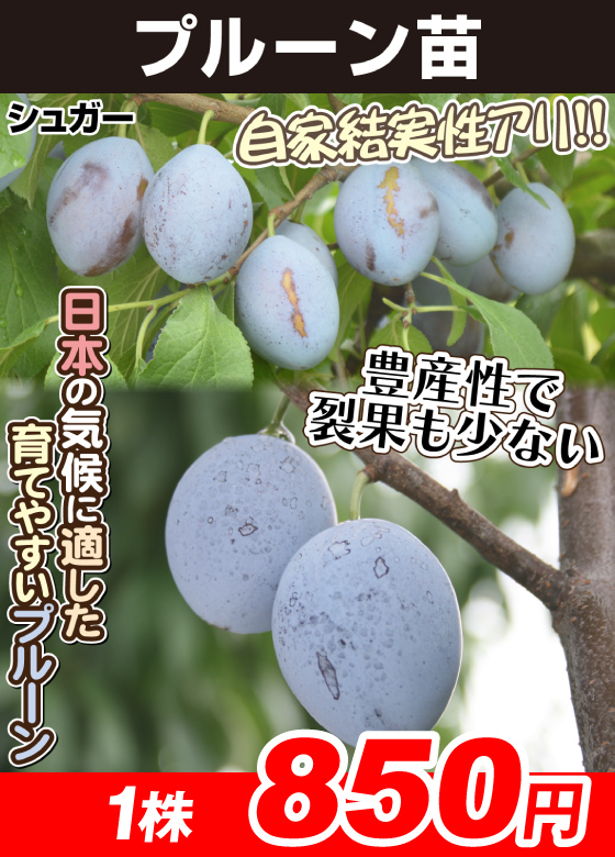 シュガー