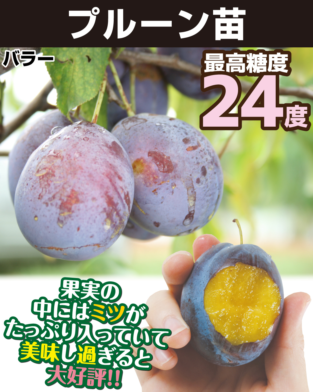 プルーン苗バラー