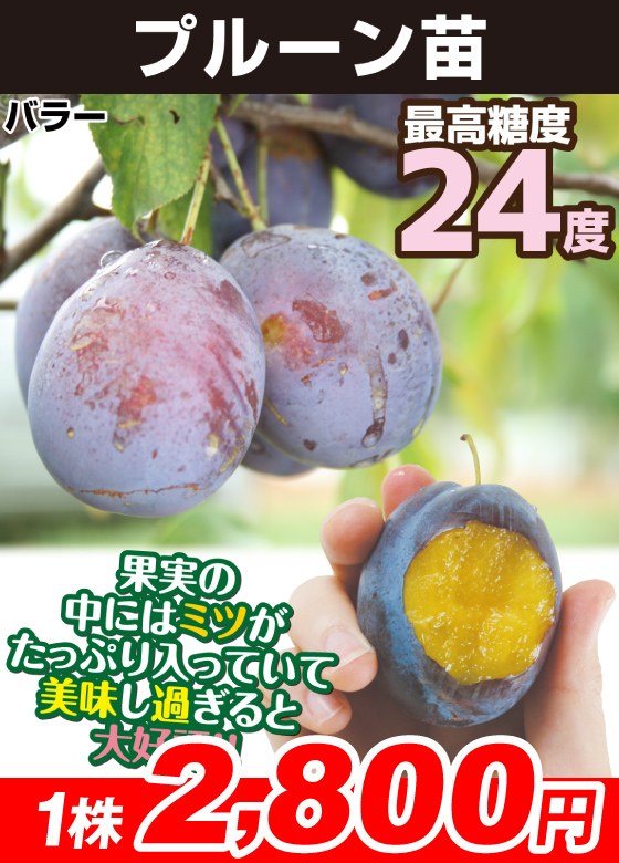 プルーン・バラー