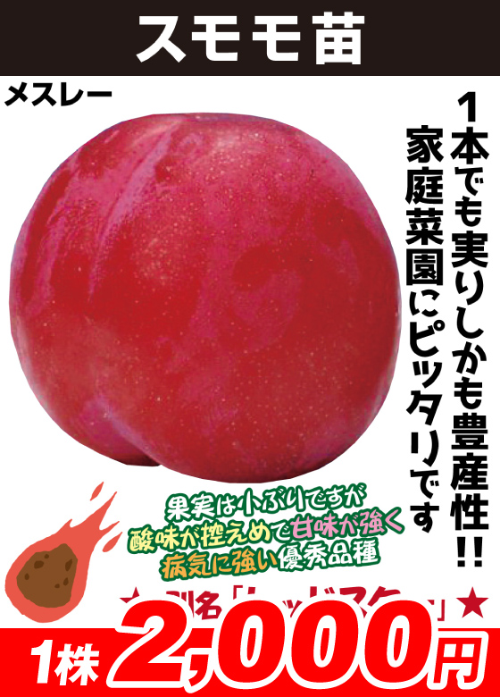 メスレー