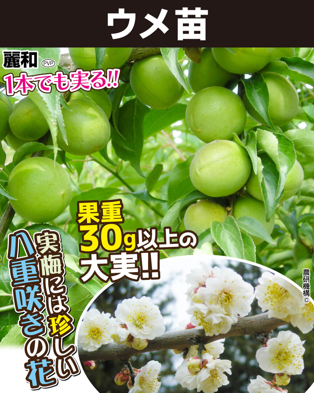 ウメ苗麗和