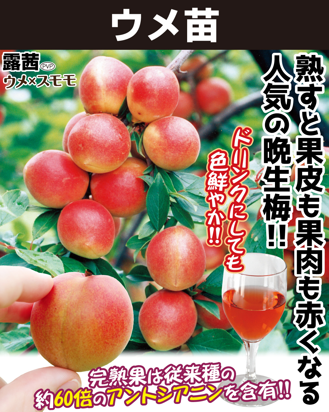 ウメ苗露茜