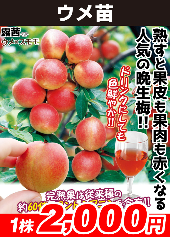 ウメ・露茜