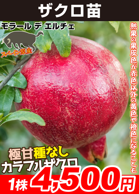 モラール デ エルチェ