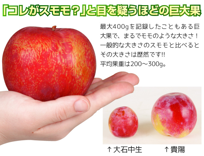貴陽2