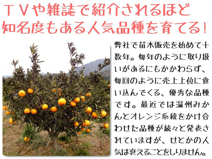 売上上位