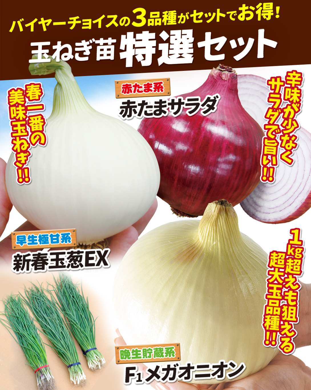 玉ねぎ苗特選セット・メイン