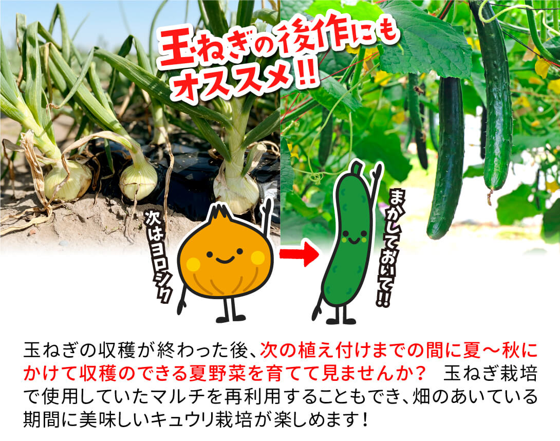 夏すずみ・後作