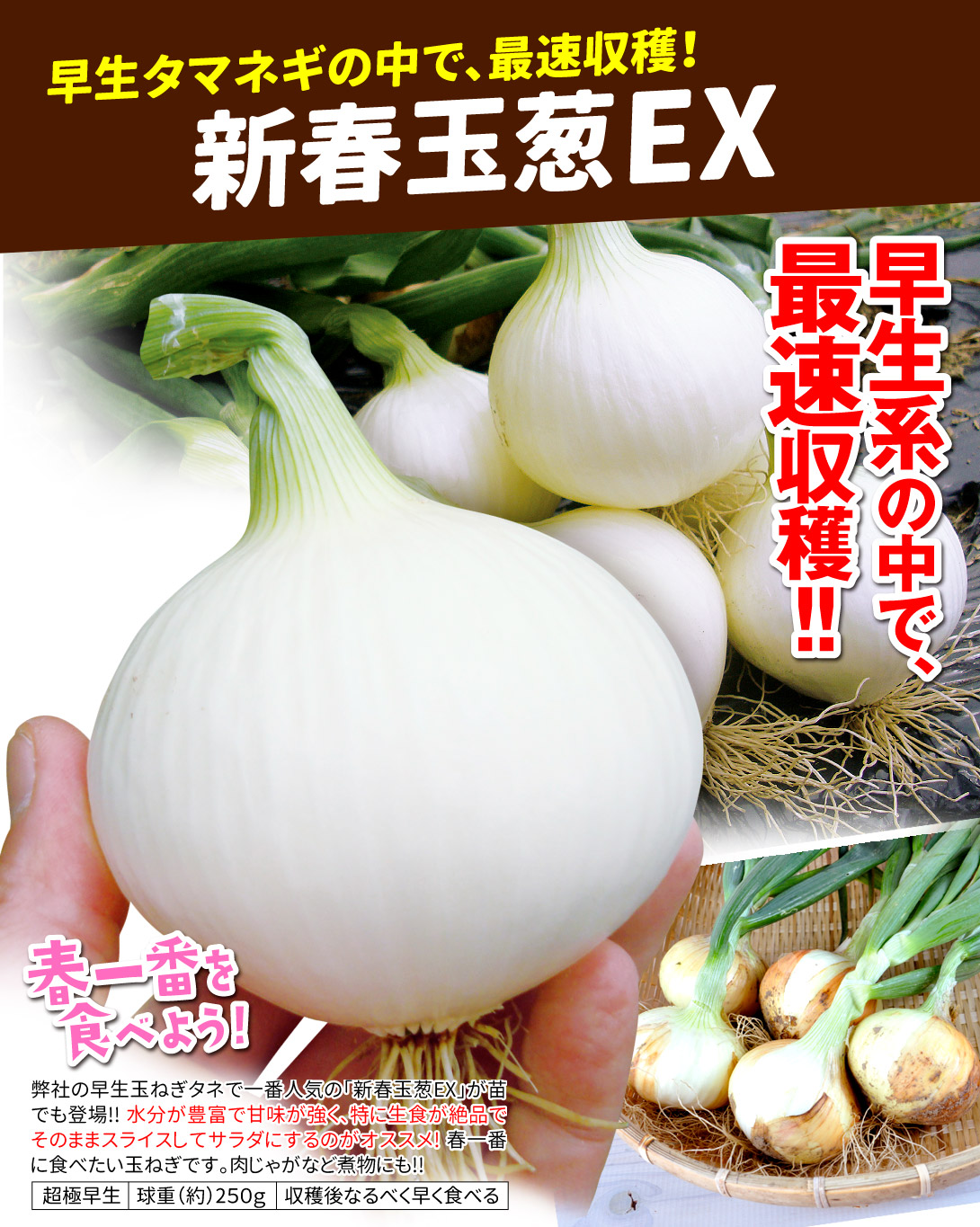 新春玉葱EX・メイン