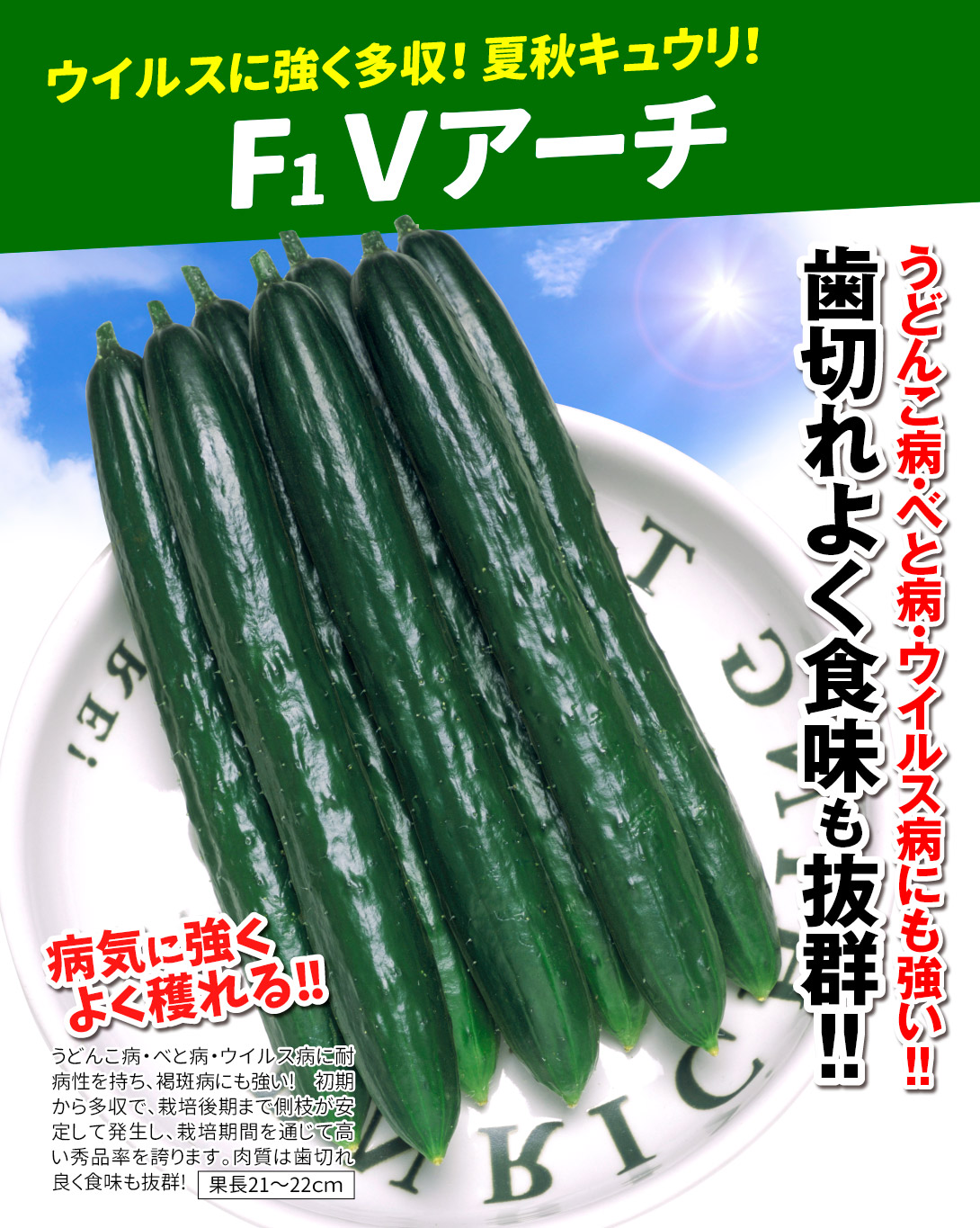 Vアーチ・メイン