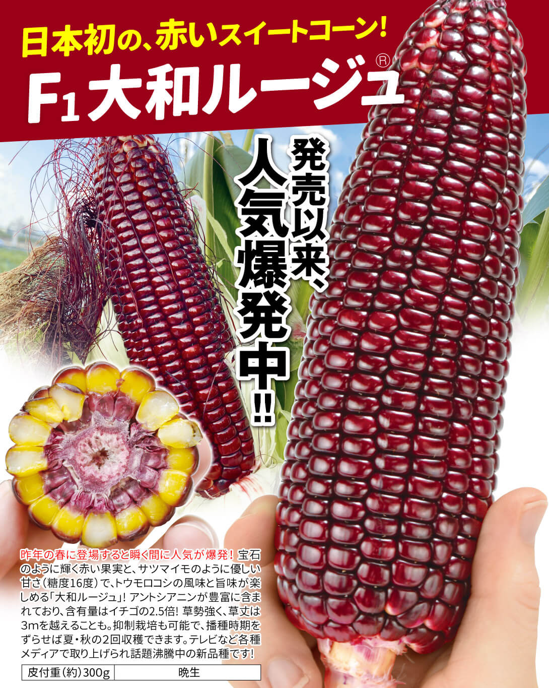 大和ルージュ・メイン