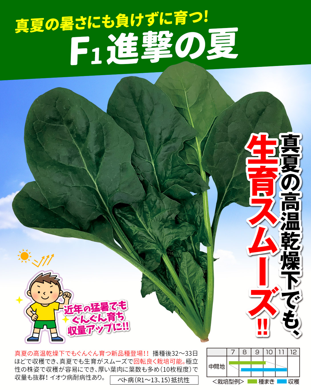 優秀秋冬ほうれん草・メイン