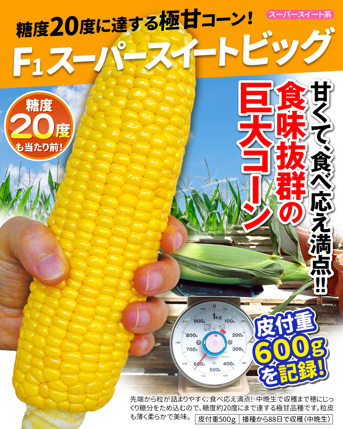 スーパースイートビッグ・メイン