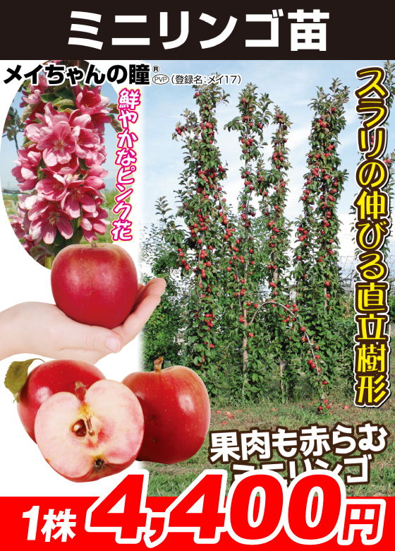 メイちゃんの瞳