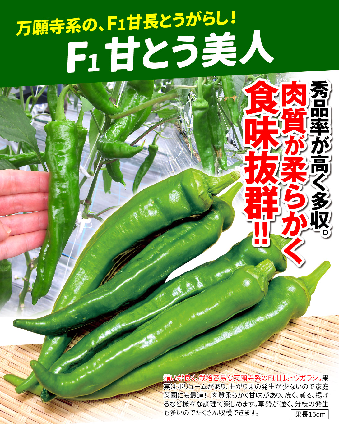 甘とう美人・メイン