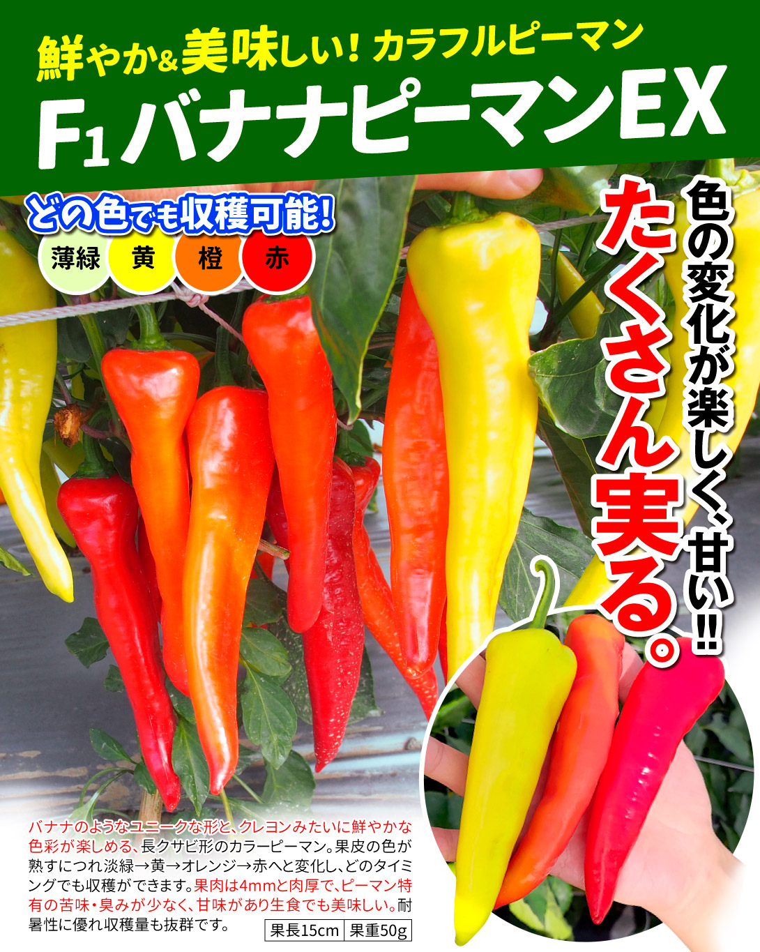 バナナピーマンEX・メイン