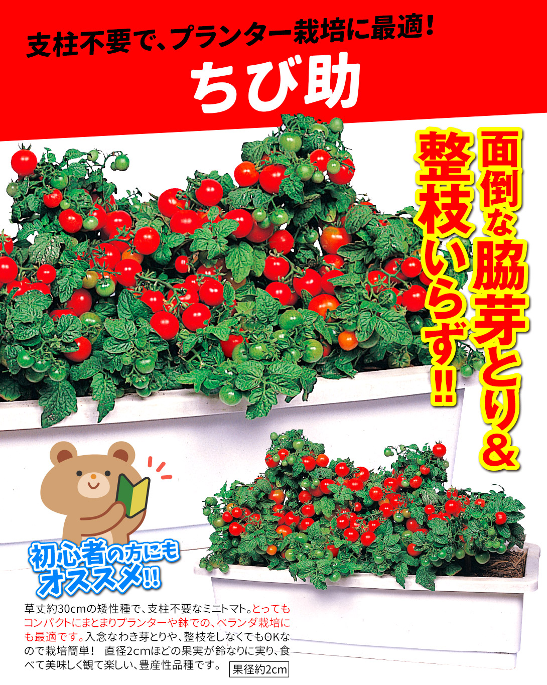 ちび助・メイン