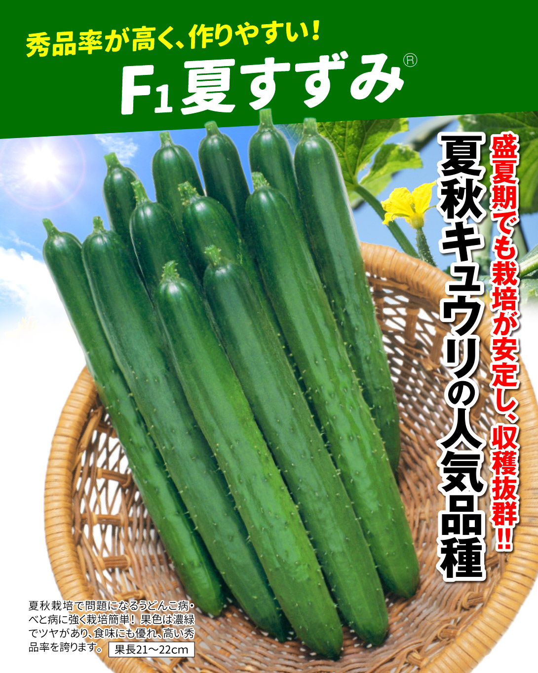 夏すずみ・メイン