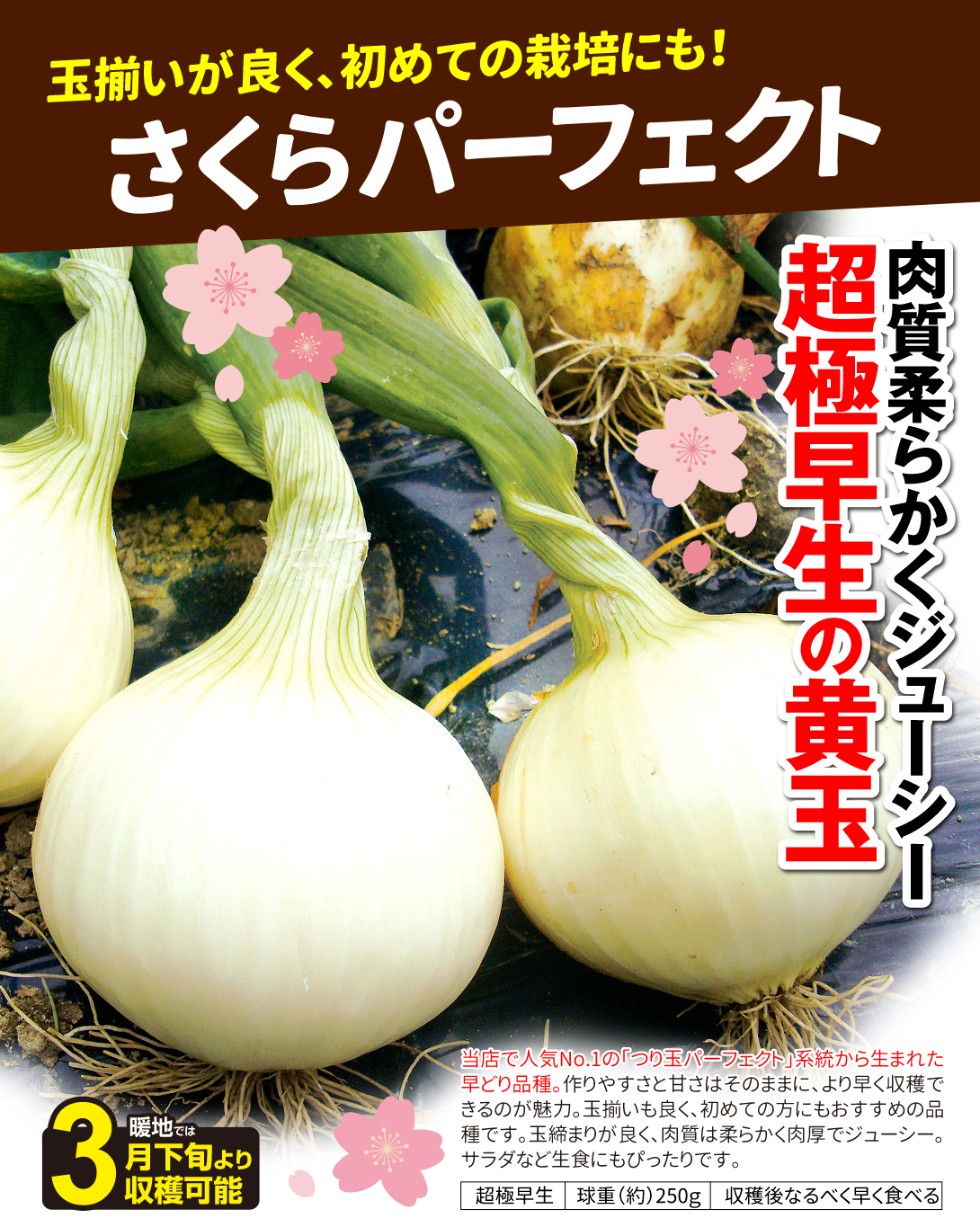 さくらパーフェクト・メイン