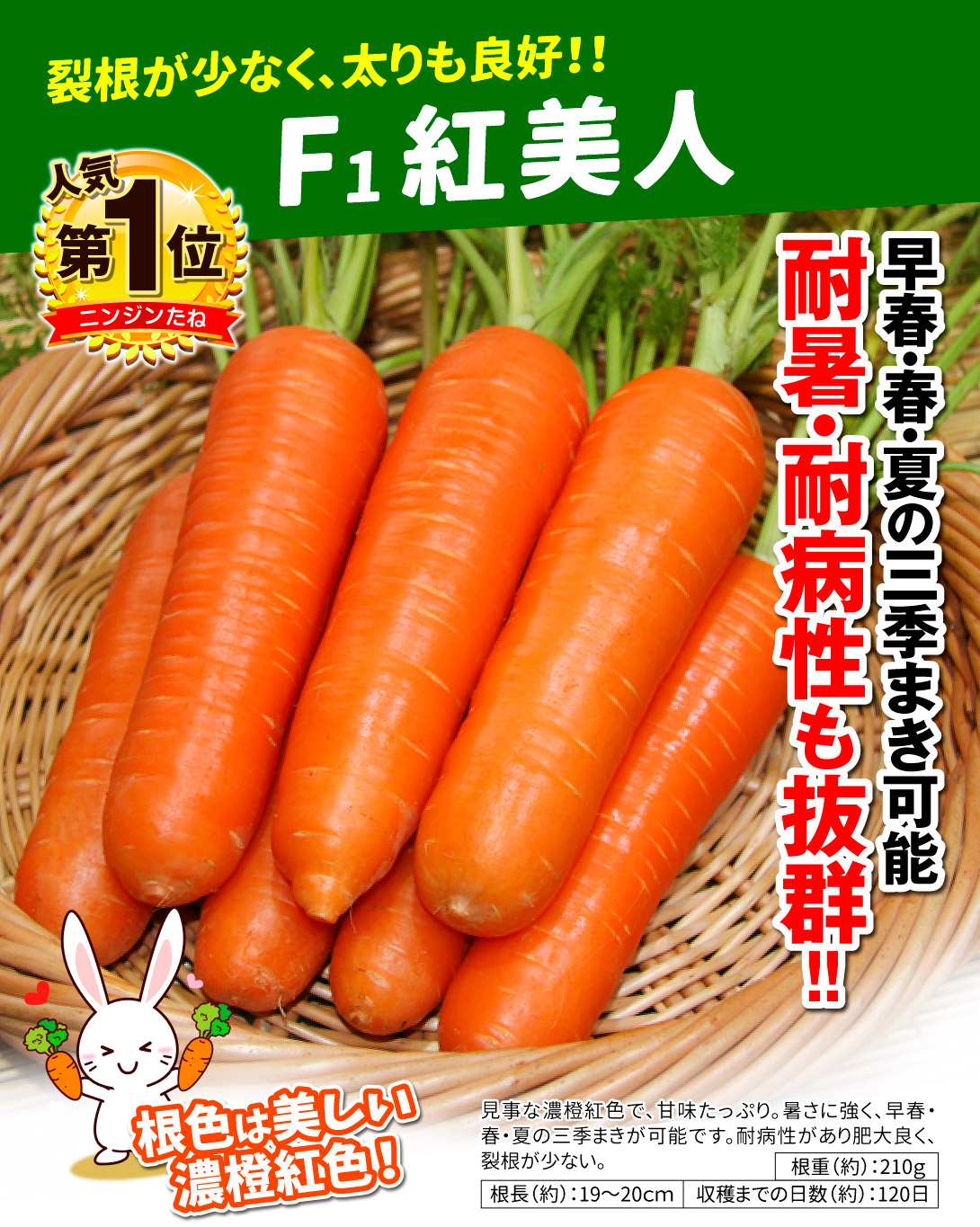 紅美人・メイン