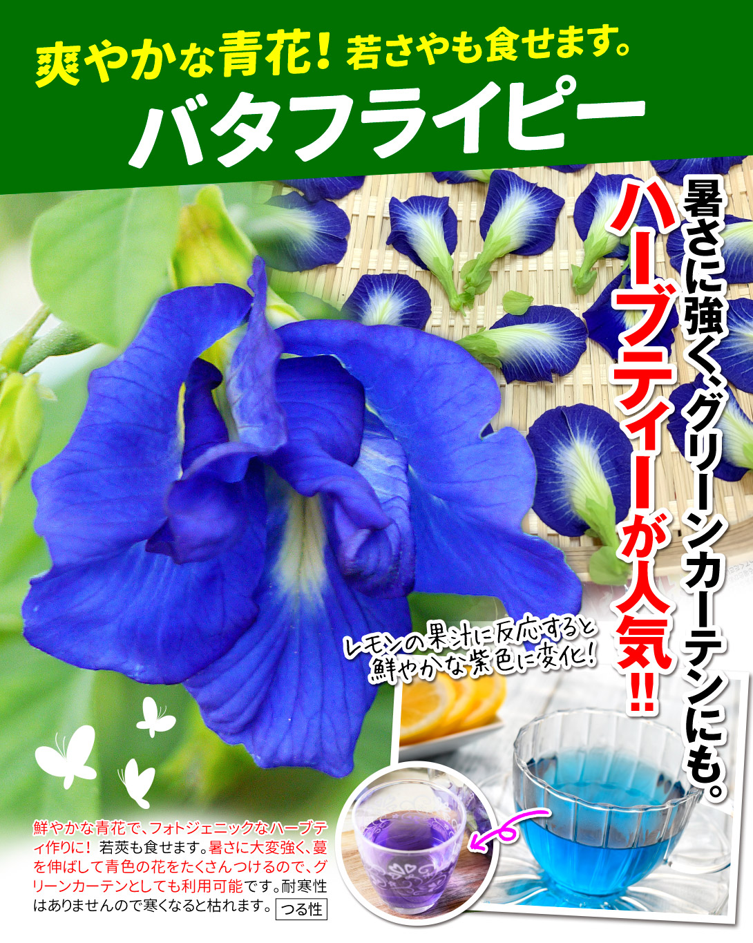 バタフライピー・メイン