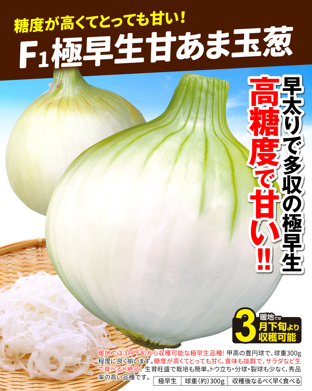 極早生甘あま玉葱・メイン