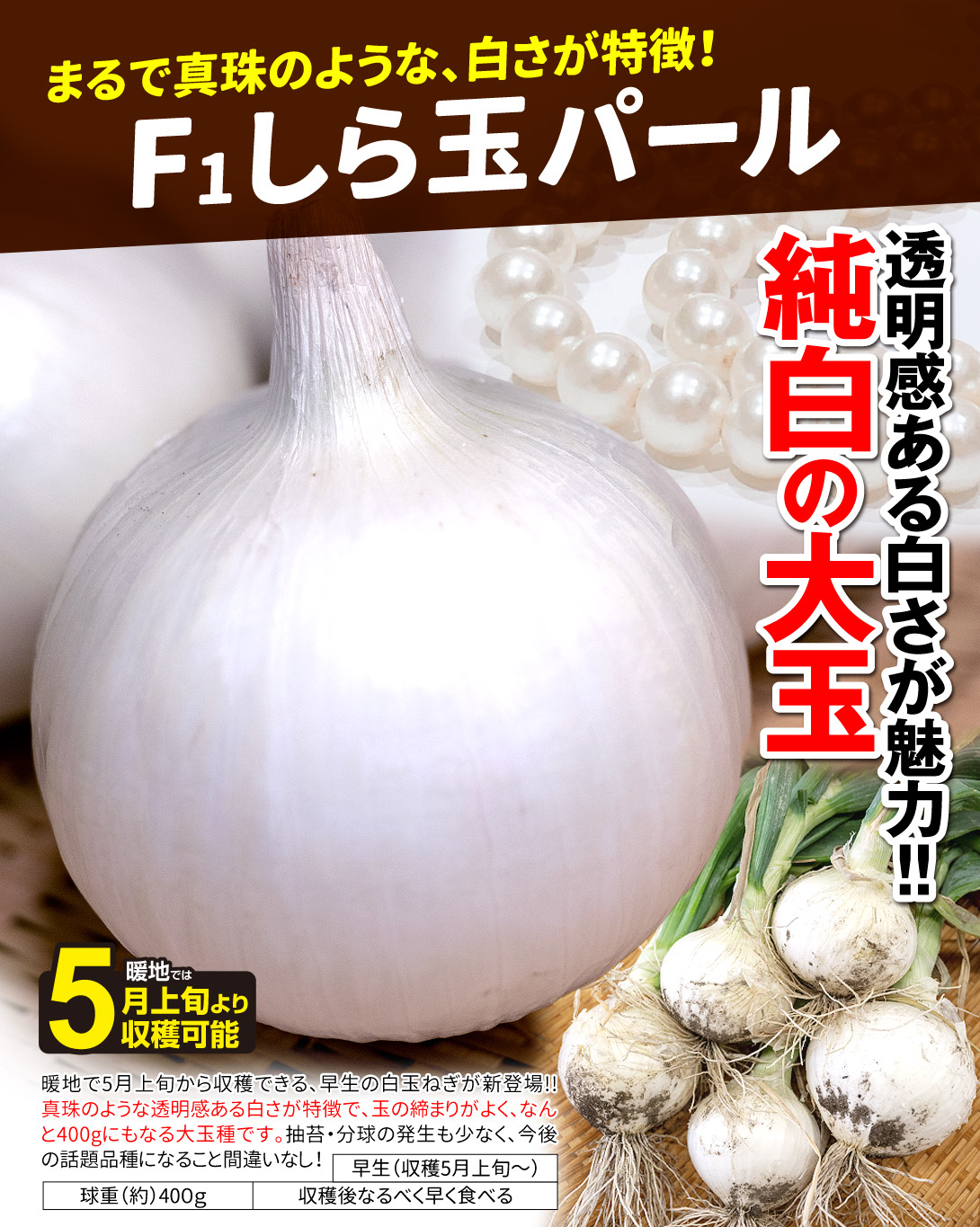 しら玉パール・メイン