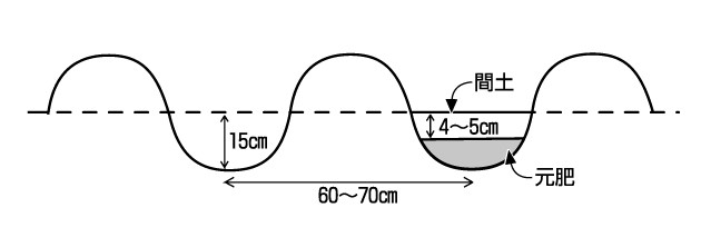 種じゃがの土づくり