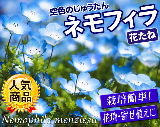 ネモフィラの花
