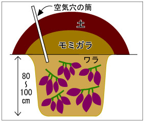 イモヅル貯蔵